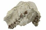 Bargain, Fossil Oreodont (Merycoidodon) Skull - South Dakota #269891-3